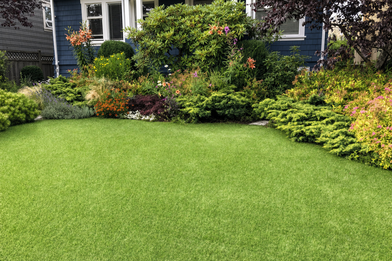 Drought-tolerant turf